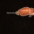 小鼠海马组织的解剖分离