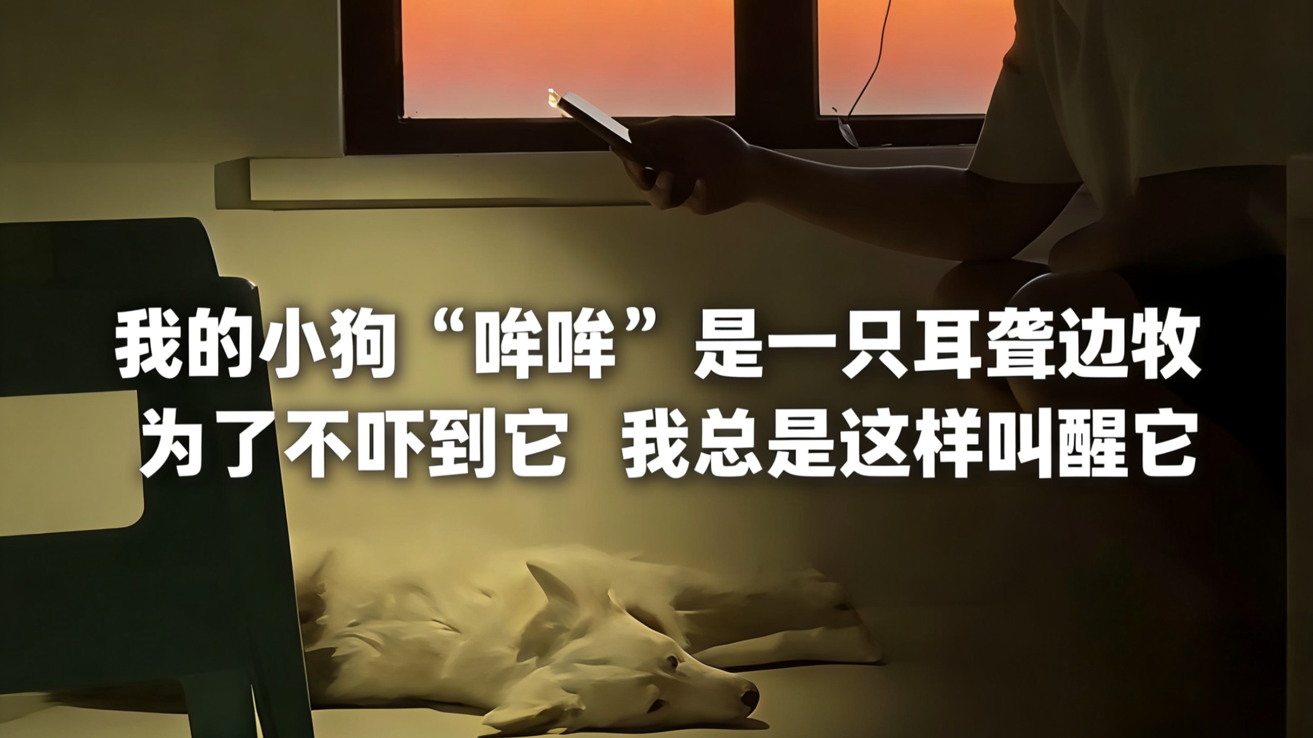 爸爸提着手电筒就是小聋狗哞哞的专属日出哞哞左眼是盲的，一开始都没有看到爸爸，光线太暗，右眼高度近视，也看不清远处的妈妈。但哞知道，家是安全的，哞是幸福的。