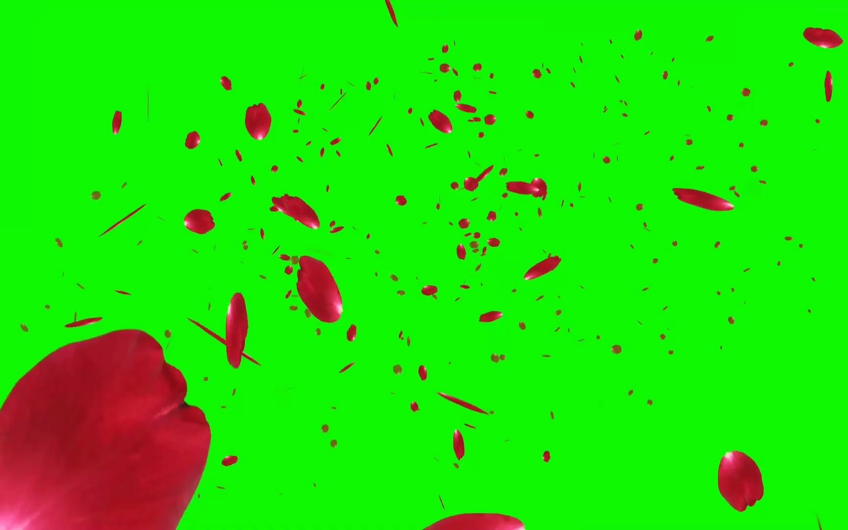 绿幕视频素材花瓣