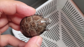 乌龟为什么不吃虾 7e9885fe6cae02d4c9c27bbb00209670e8734aab.jpg@280w_158h_1c_100q.jpg