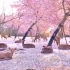 【空境素材】樱花初绽|奈良的鹿|花海|治愈