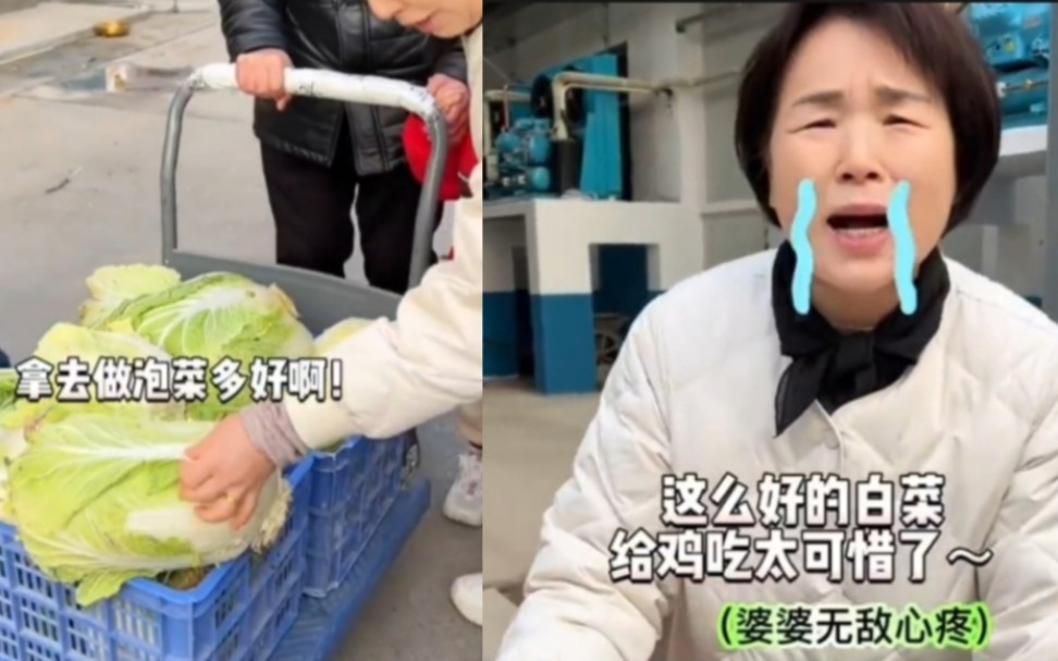 当韩国婆婆在中国看到竟然用大白菜喂鸡时！奔溃了！