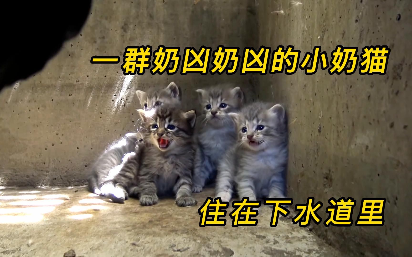 被人遗弃的小奶猫，生活在下水道里，最后他们能否得救？