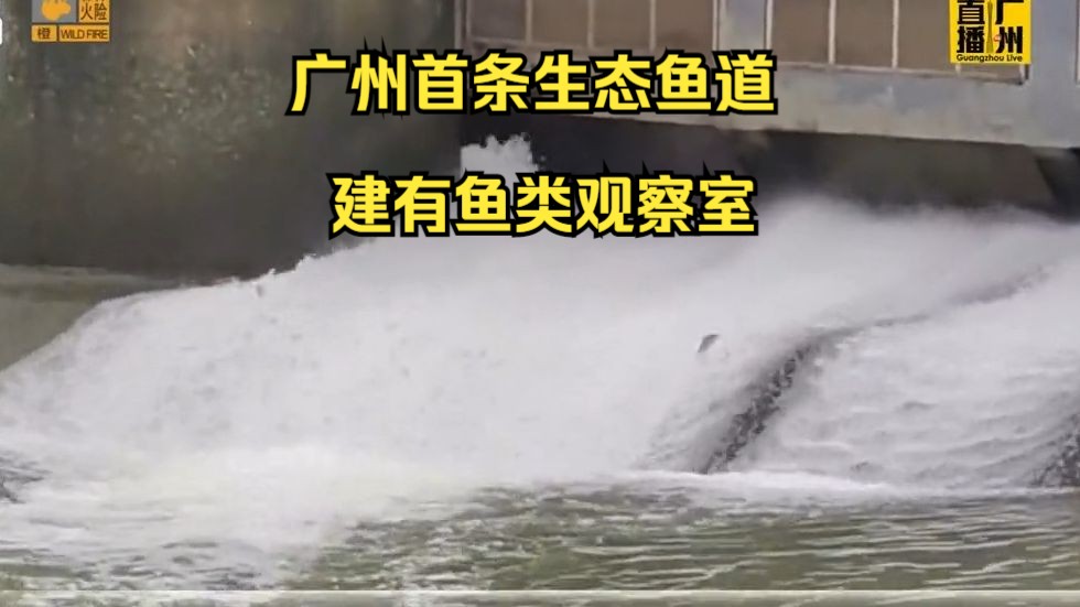 广州首条生态鱼道，人和坝生态鱼道即将建成，建有鱼类观察室，保护流溪河流域生态环境