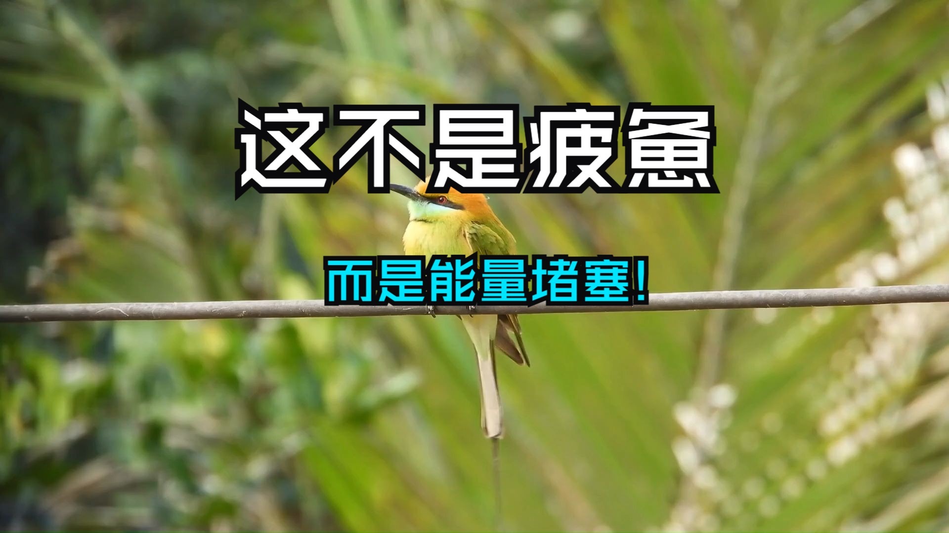 你以为的疲惫，其实是能量堵塞！当九窍被光打开，灵魂开始自由呼吸！宇宙的能量会穿越时空进入你的身体……