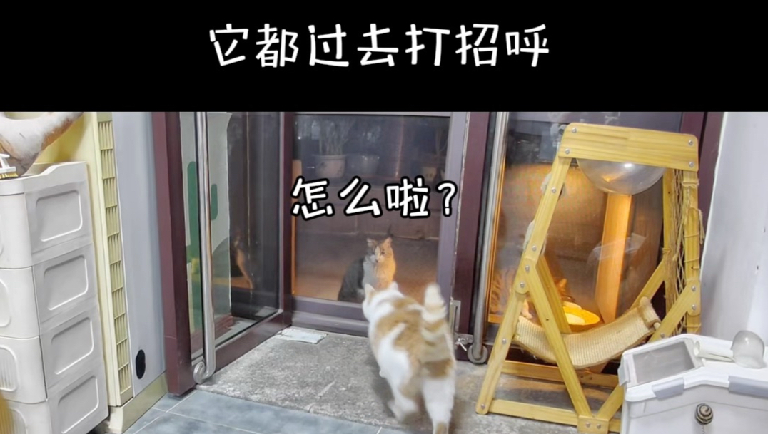 这下可好了！收养一只咪，迎来一大群！