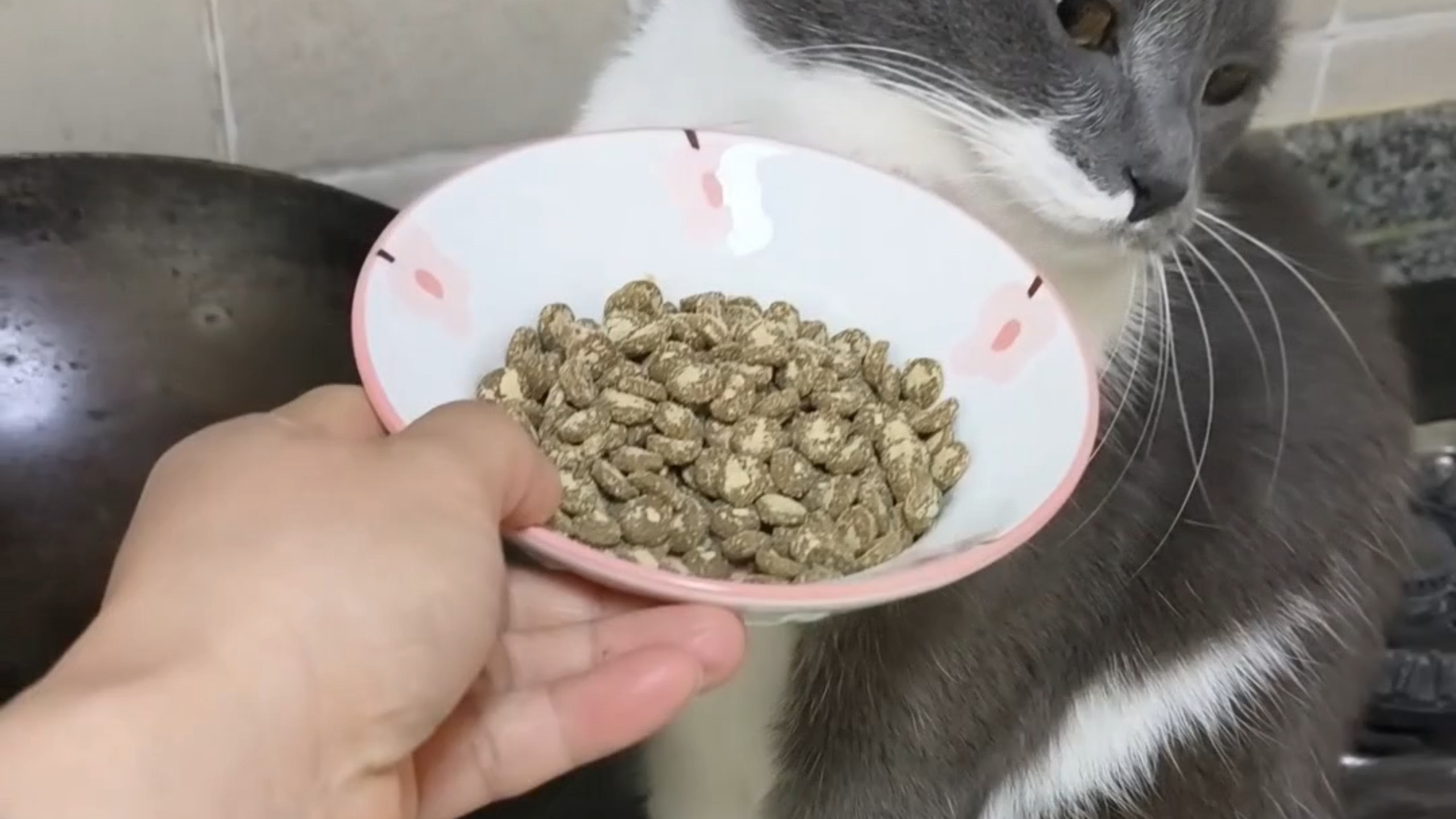 没有锅气的猫粮，咪不吃……
