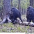 两头体大过牛的雄性乌苏里野猪在野外遭遇
