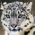 中国网络电视台-《人与自然》 20120107 自然发现 雪豹