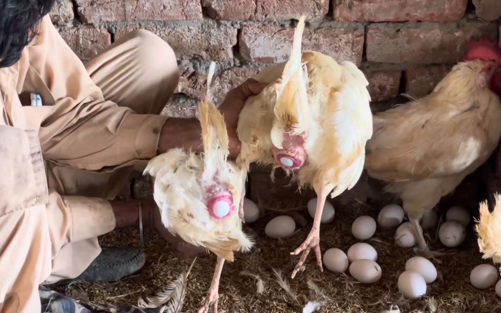 【恭喜发财】养鸡场的母鸡们听了纷纷憋不住下蛋了