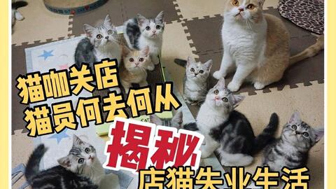 杭州猫叔运营,猫叔餐饮