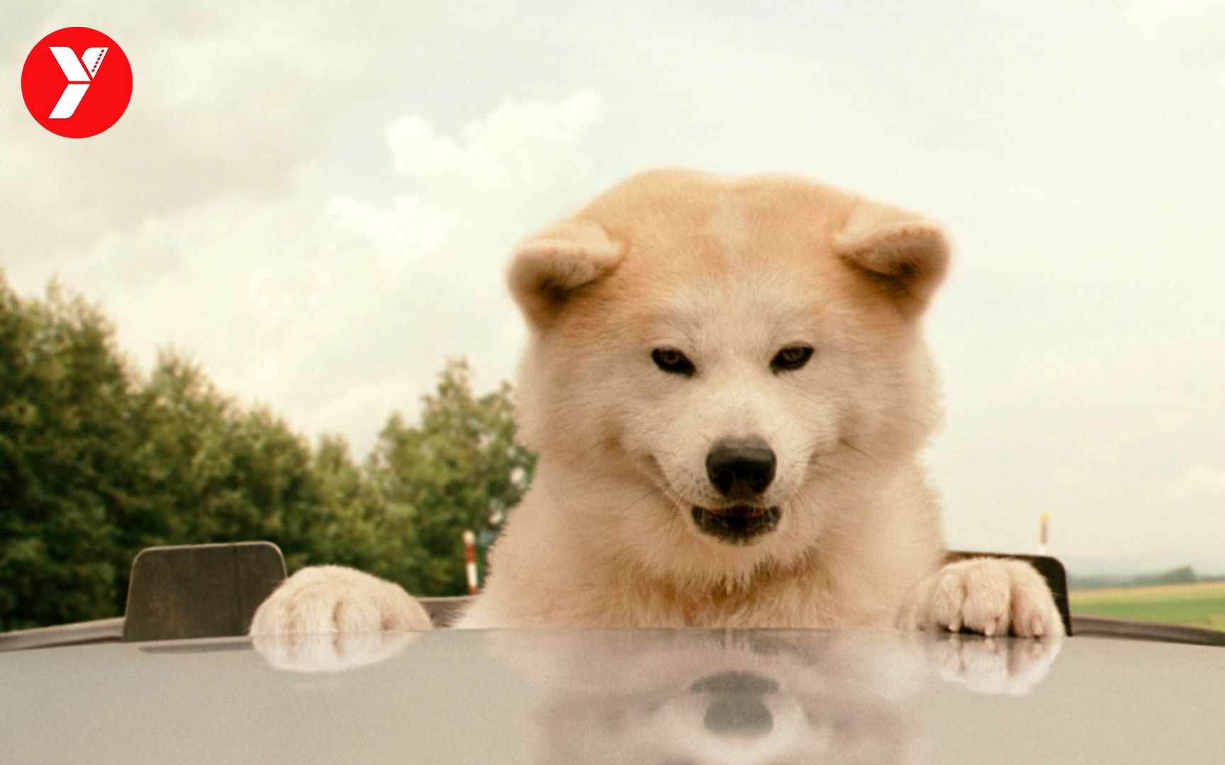 【越哥】重磅催泪弹，比忠犬八公更感人的电影，可惜看过的人太少了