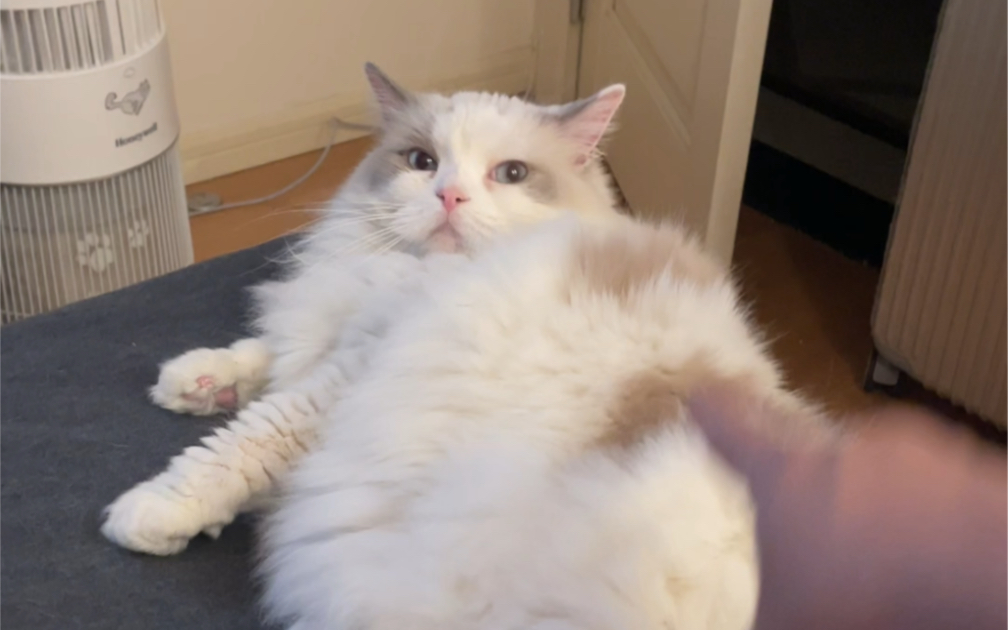 我说我床上猫砂最近这么多呢