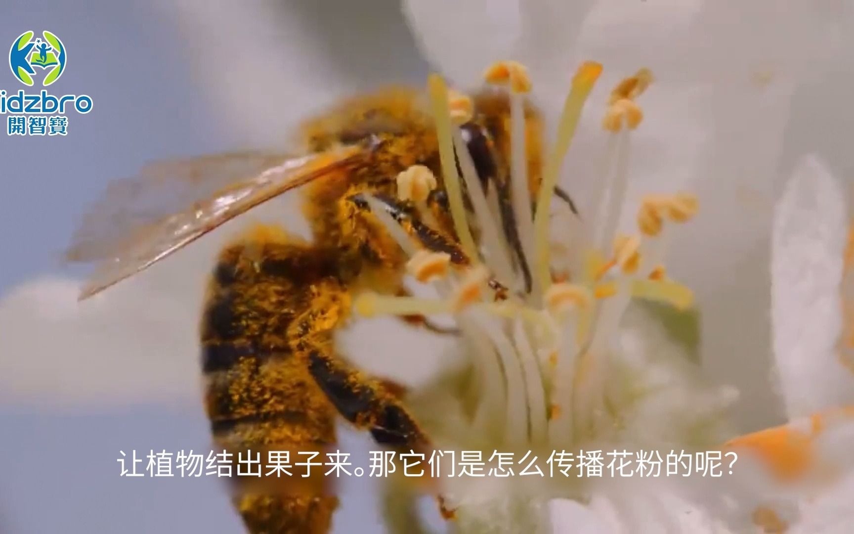 【开智宝科普3】蜜蜂的携粉足是什么样子的？
