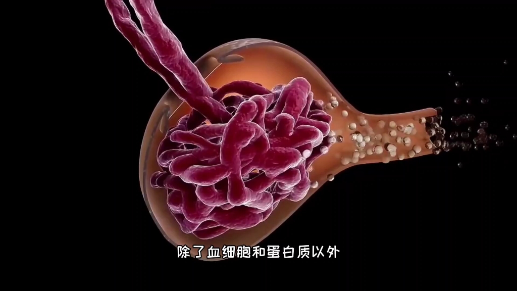 肾脏的功能，尿液产生过程，3D演示。。