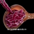 肾脏的功能，尿液产生过程，3D演示。。