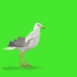 绿幕抠像海鸥视频素材