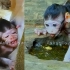 出生十六天的小猴子泰胖，总是被妈妈据奶，饿极了喝脏水