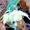 【植物科普】淫羊藿，也叫三枝九叶草