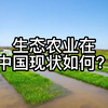 生态农业在中国现状如何
