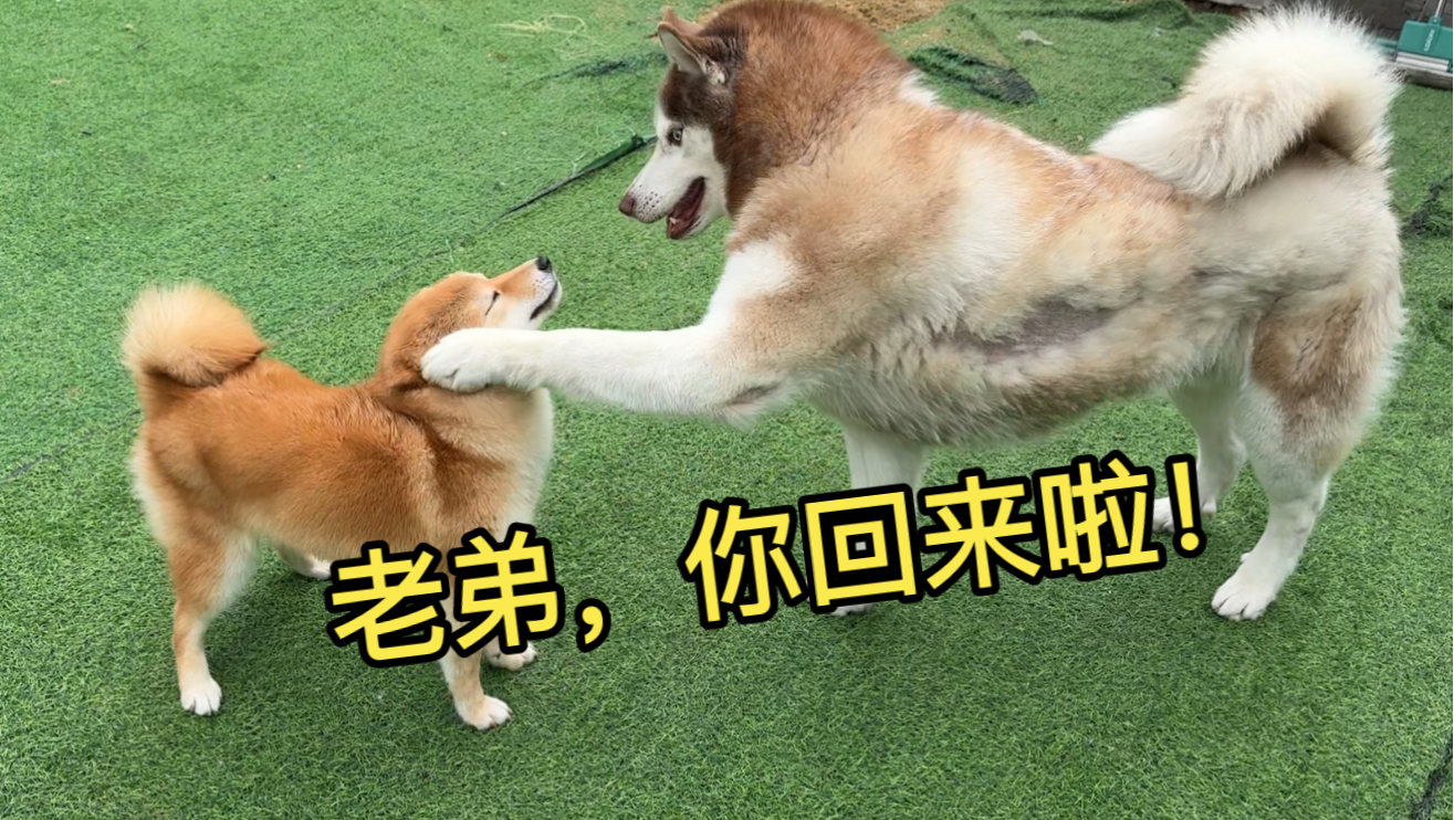 一个多月没见的狗朋友，相见之时会是啥反应？