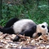 大熊猫芝士：吃饱了就想瘫着