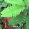 是什么让含羞草容易害羞