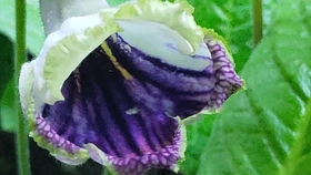 7fd312d91221ab2b46c9caa87864311264295cf0.jpg@280w_158h_1c_100q.jpg