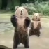 投喂动物园的棕熊