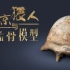 北京猿人与头盖骨模型