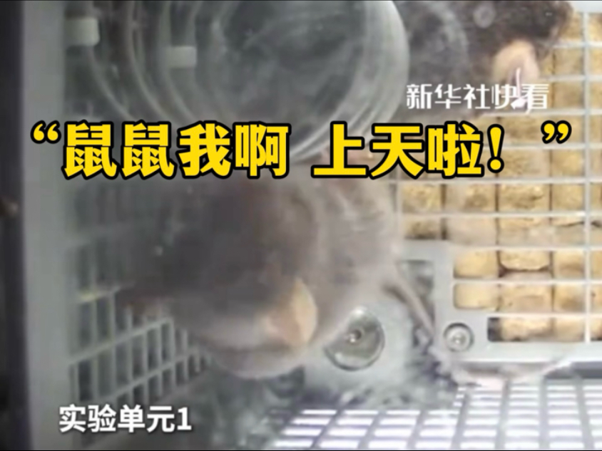 4只小鼠入住“天宫”：状态良好！