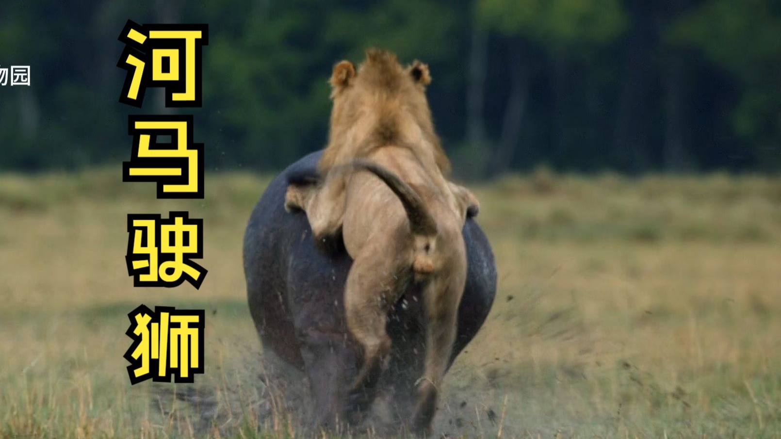 河马，无鳄不坐的驾狮高手