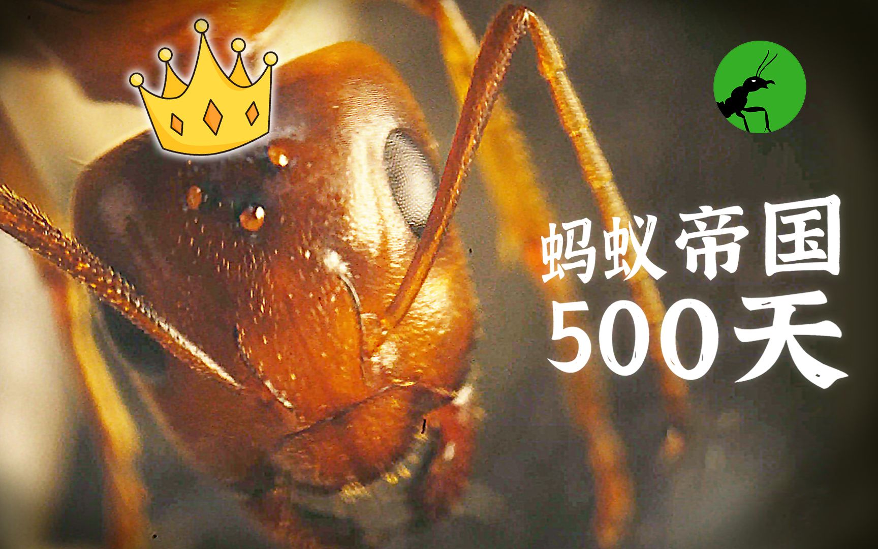 5分钟看完蚂蚁帝国500天