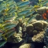 【纪录片/人与自然】——珊瑚礁内外（2集全）