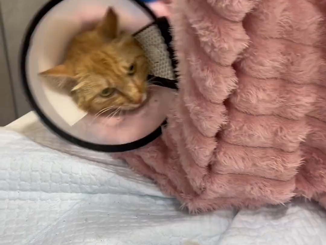 生病的流浪猫，是这样才被抛弃的吗？