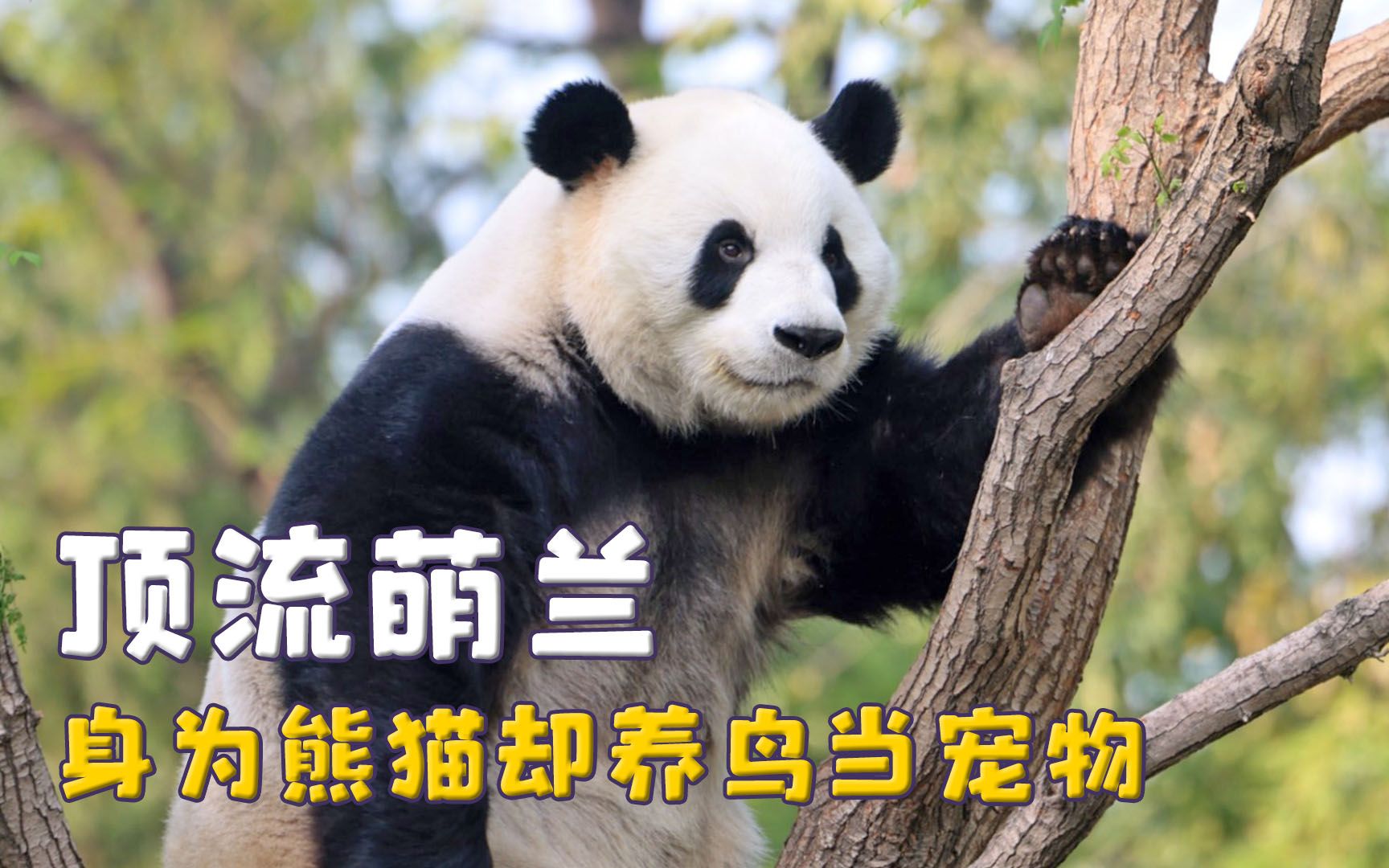 西直门三太子萌兰，翻墙越狱吓到路人，身为熊猫却养鸟当宠物