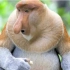 【BBC地球】长鼻猴的生存法则 @柚子木字幕组