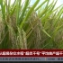 袁隆平团队超级杂交水稻“超优千号”平均亩产超千公斤