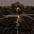 25天延时摄影：扁豆的一生