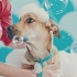 Petco “Getting to know you” TVC