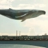 【AE教程】AE结合三维模型快速制作空中鲸鱼一毛线特效版本