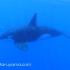 摄影师水下邂逅海洋霸主，来猜猜这头虎鲸性别