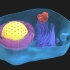 细胞内物流：囊泡怎样把正确的货物运送到正确的地方