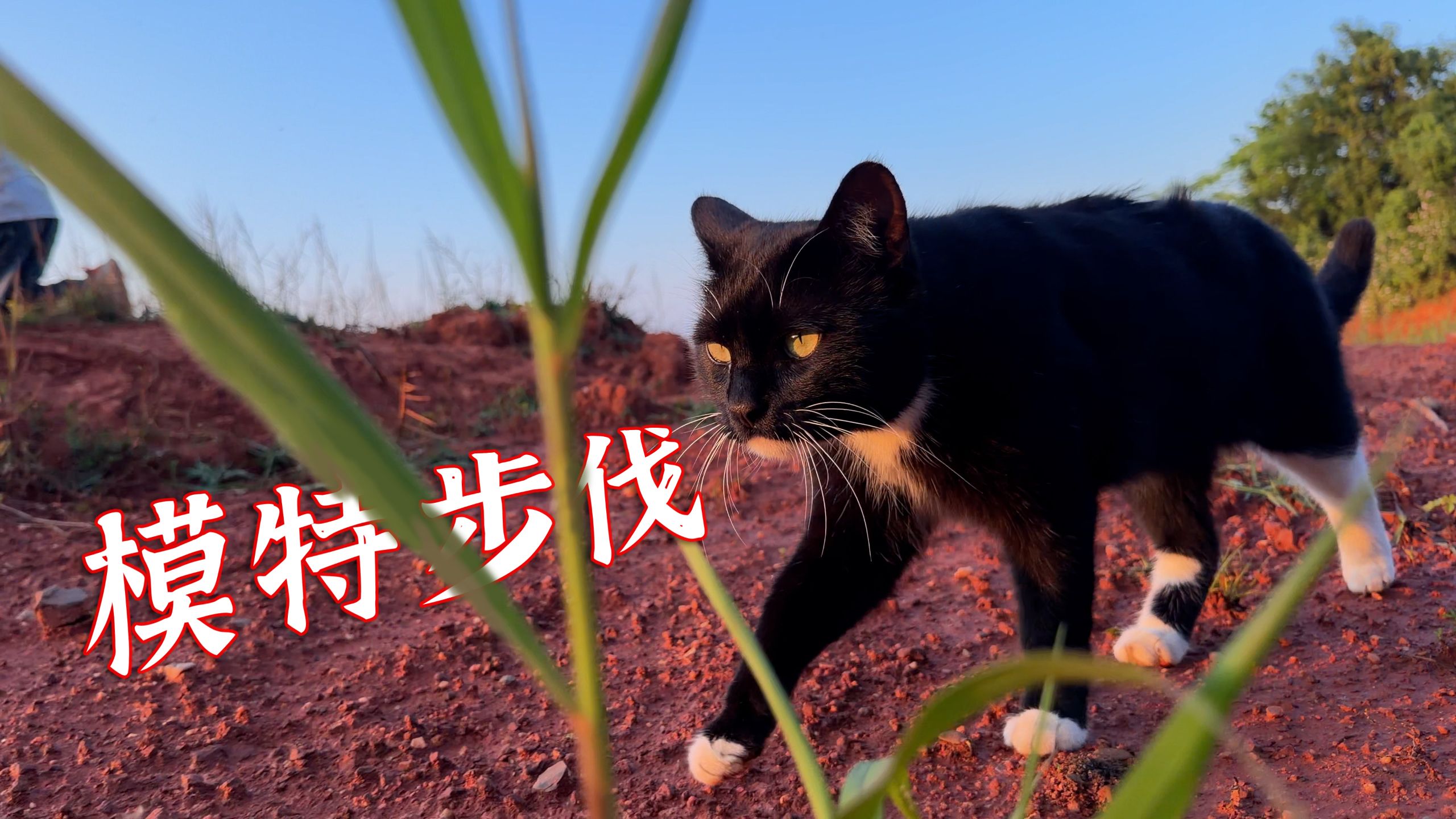 我的散步搭子