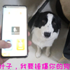主人用狗语翻译器跟边牧对话，边牧居然听懂了