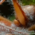 蚂蚁感染了真菌变身丧尸蚂蚁，身体不受控制