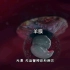 最神奇的连接通道，胎盘的发育过程，3D演示。。