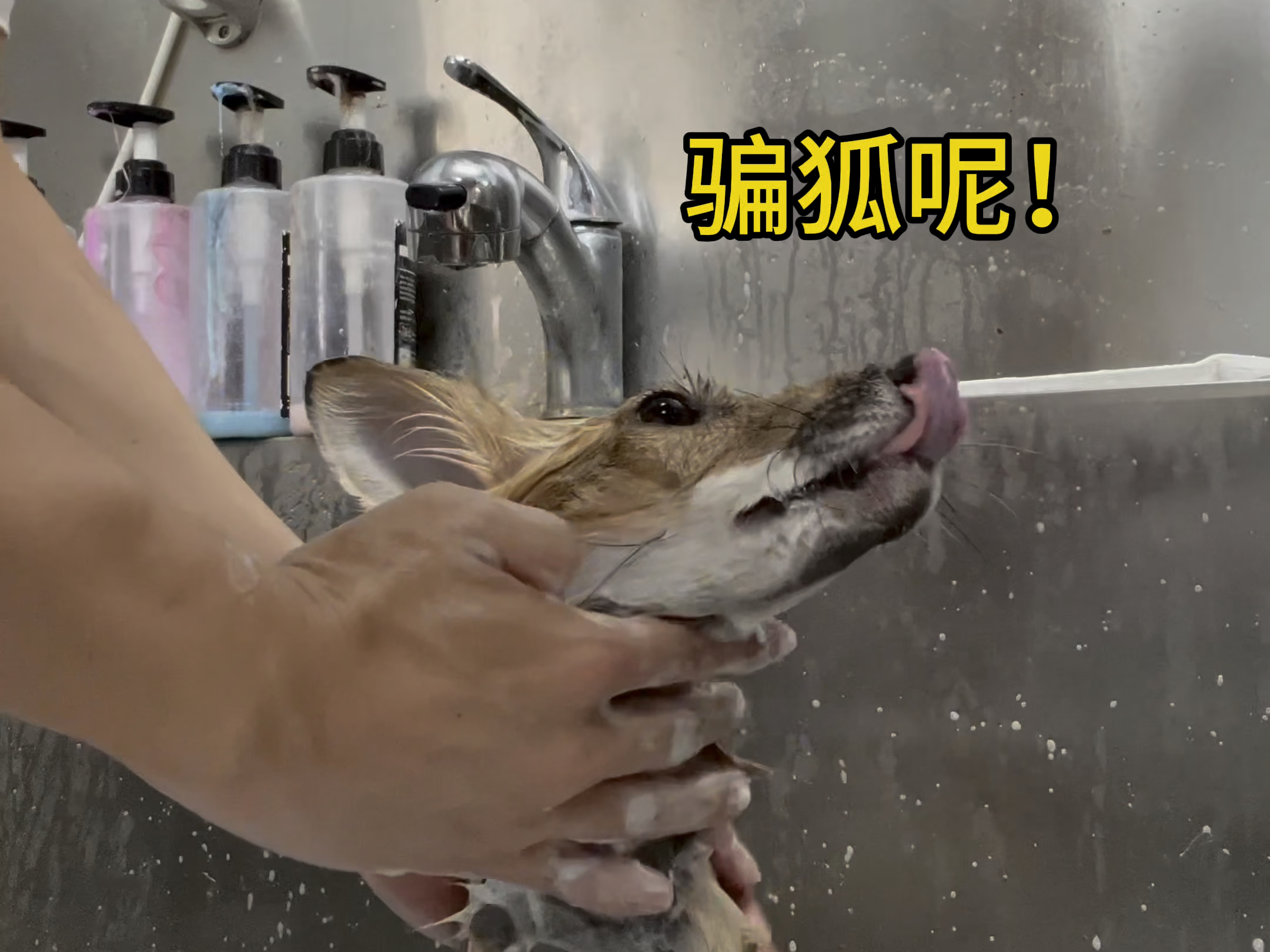 人类是红蛋