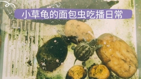 怎么养小草龟才是正确的 80bf4cfc02064c1a3e764c2c658621af69957ff3.jpg@280w_158h_1c_100q.jpg