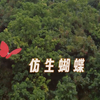 仿生蝴蝶  扑翼飞行器